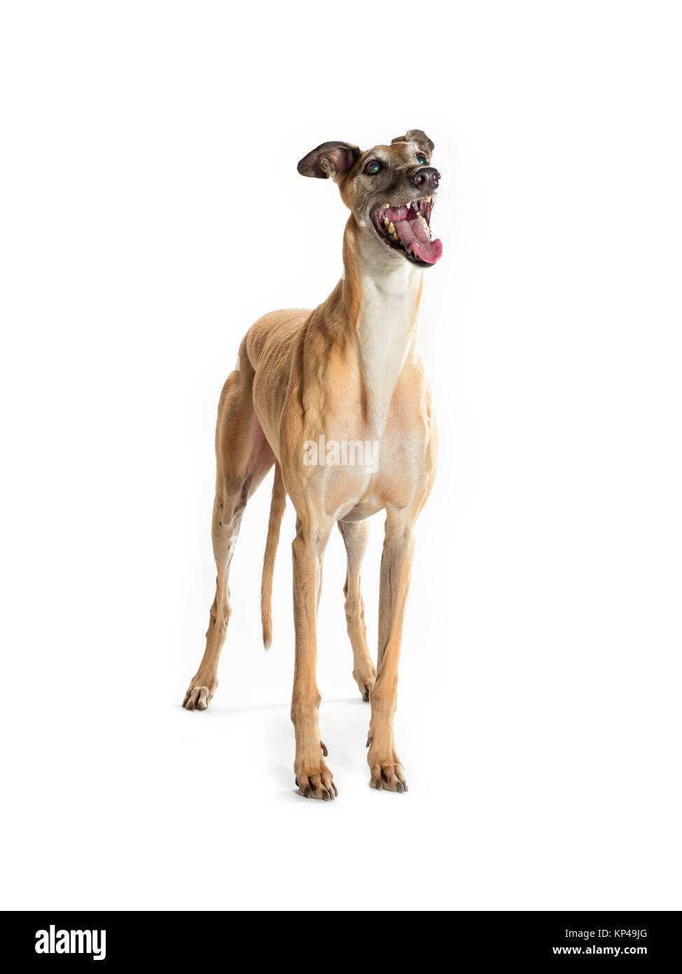 Greyhound barking Banque D'Images