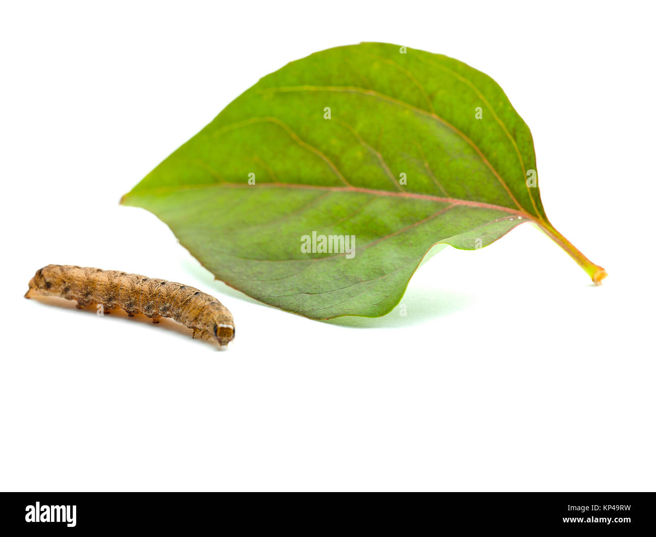 Caterpillar marron et de feuilles Banque D'Images