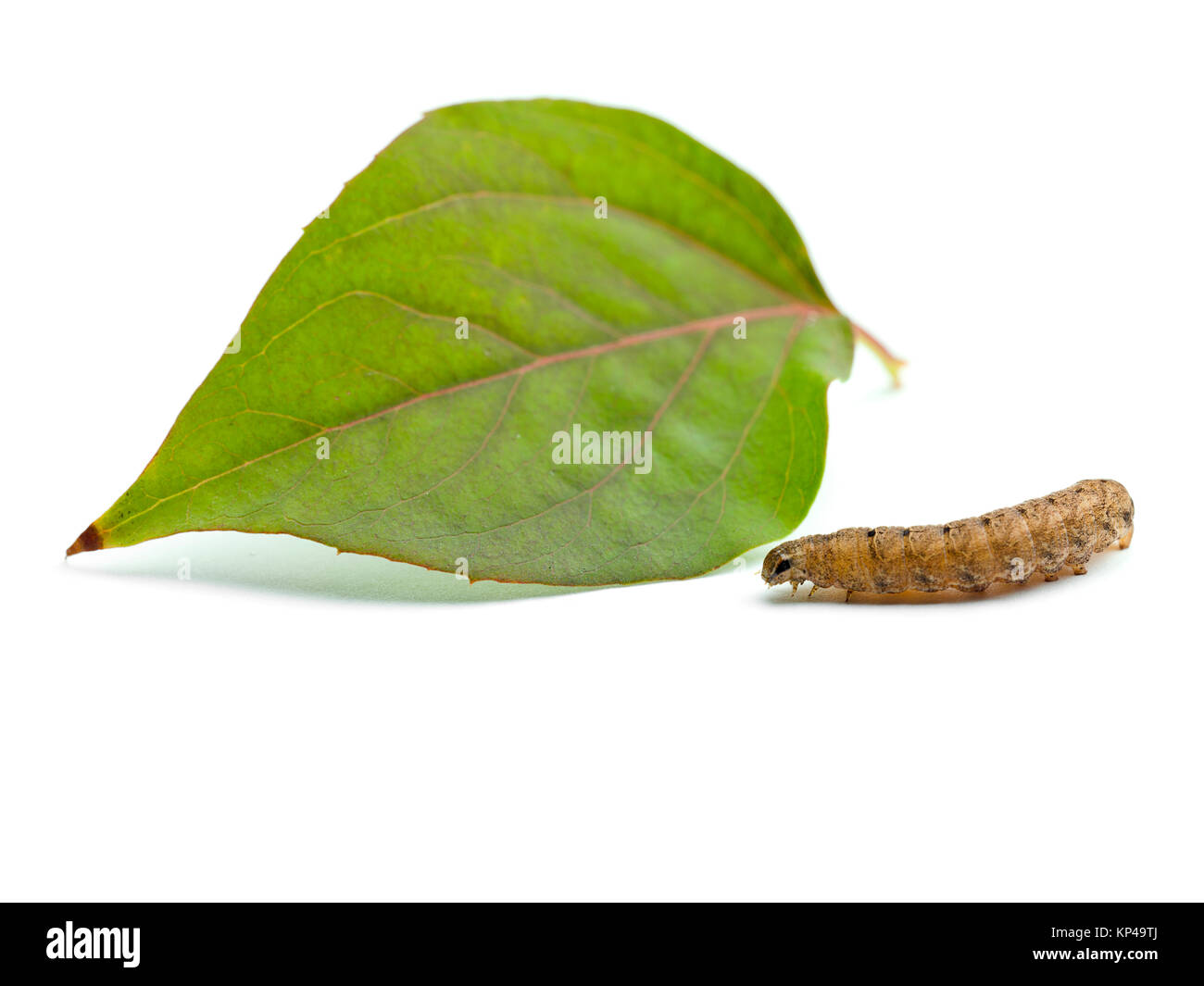 Caterpillar et leaf Banque D'Images