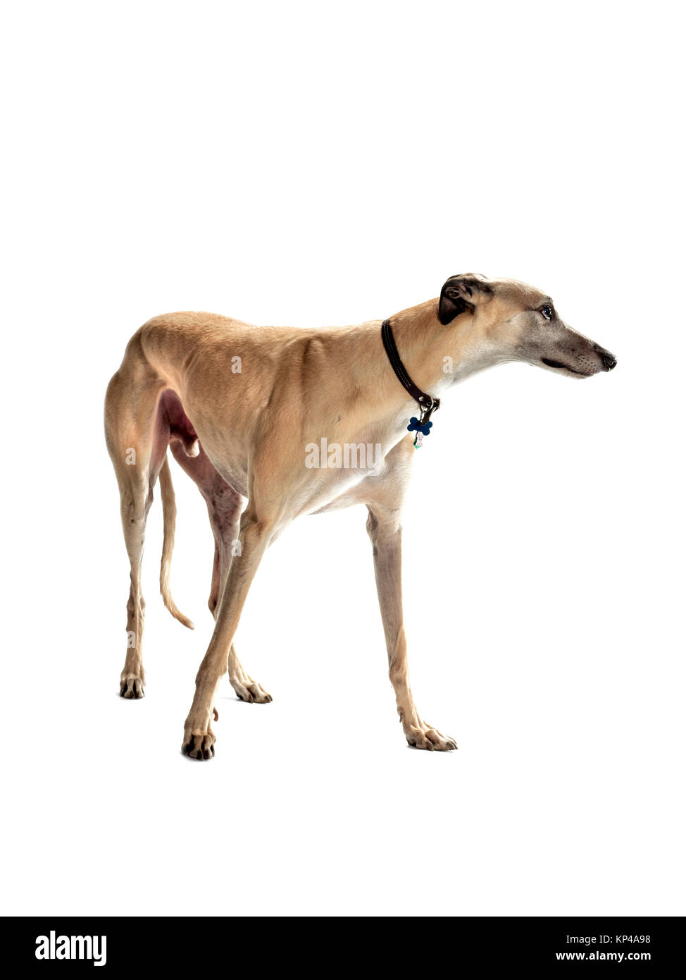 Greyhound fauve Banque D'Images
