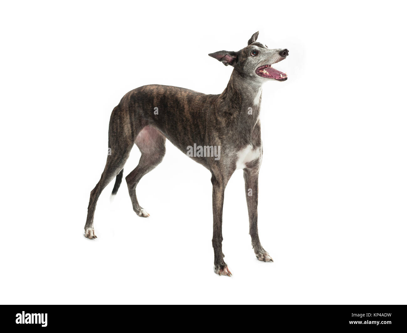 Greyhound Banque D'Images