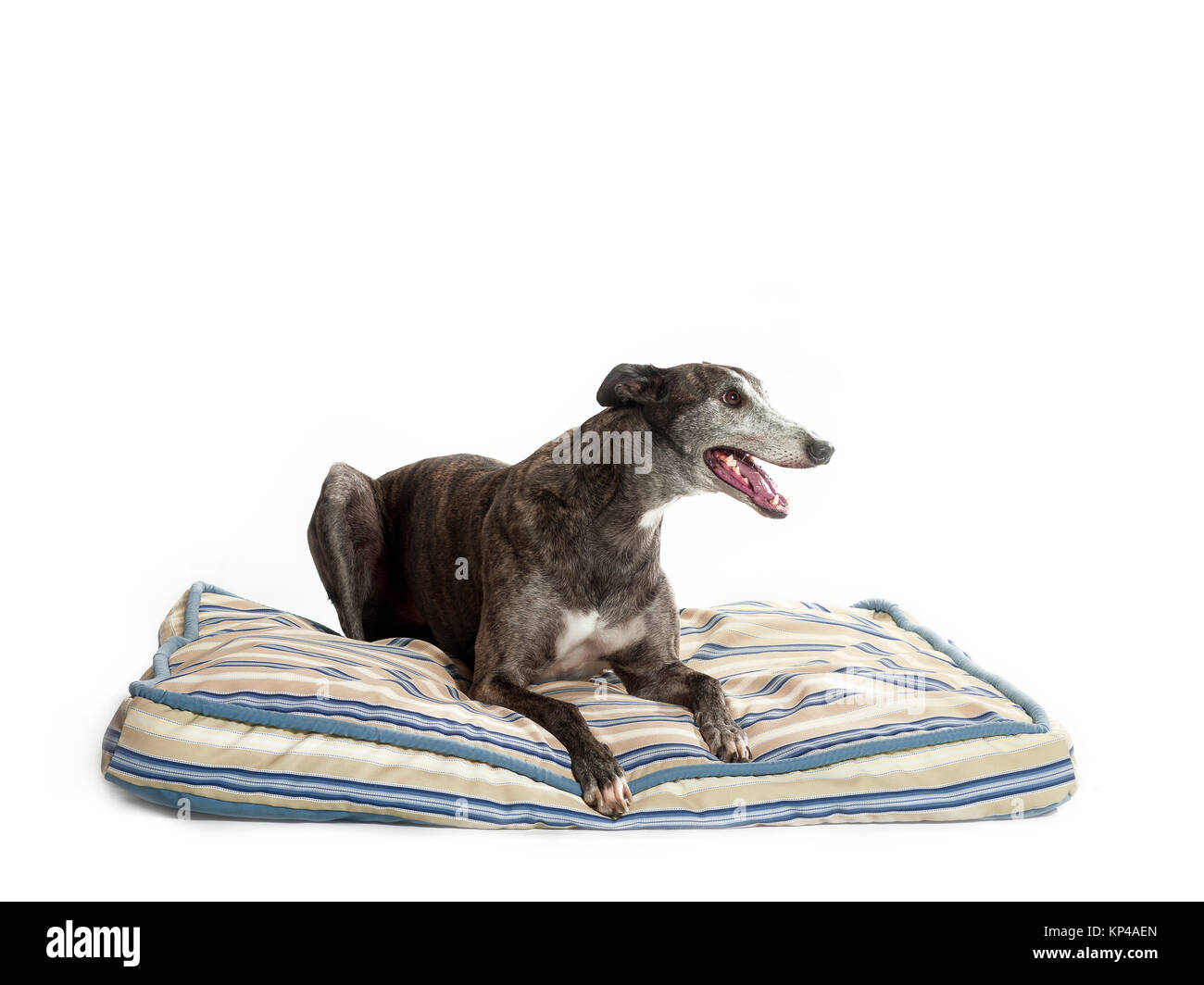 Greyhound on bed Banque D'Images