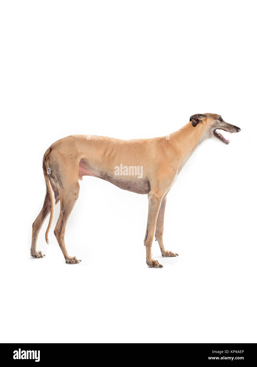 Greyhound sur blanc Banque D'Images