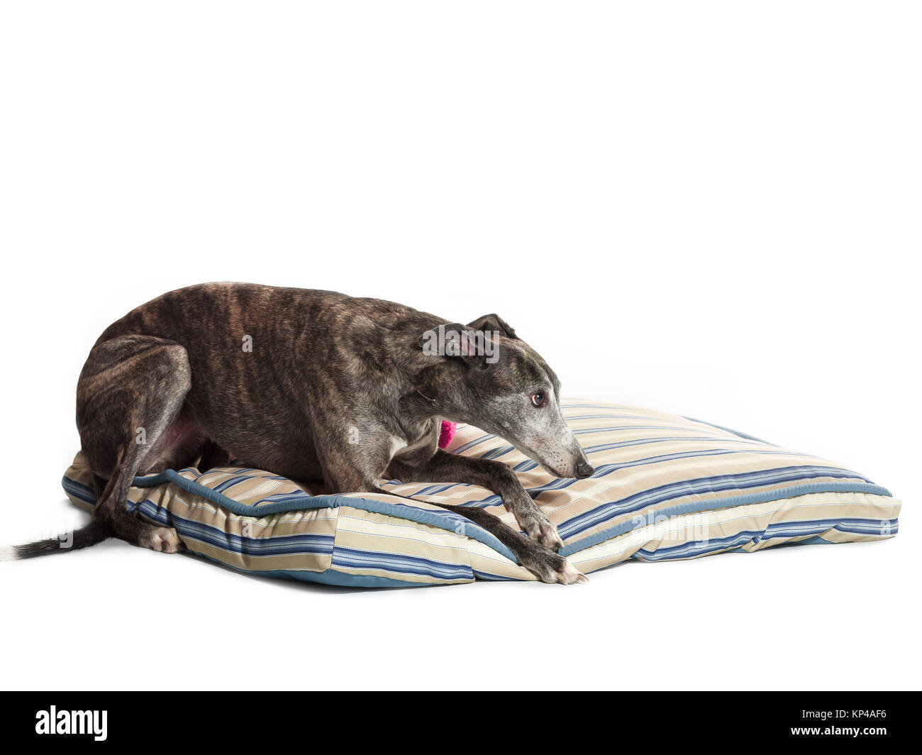 Prêt pour une sieste de Greyhound Banque D'Images