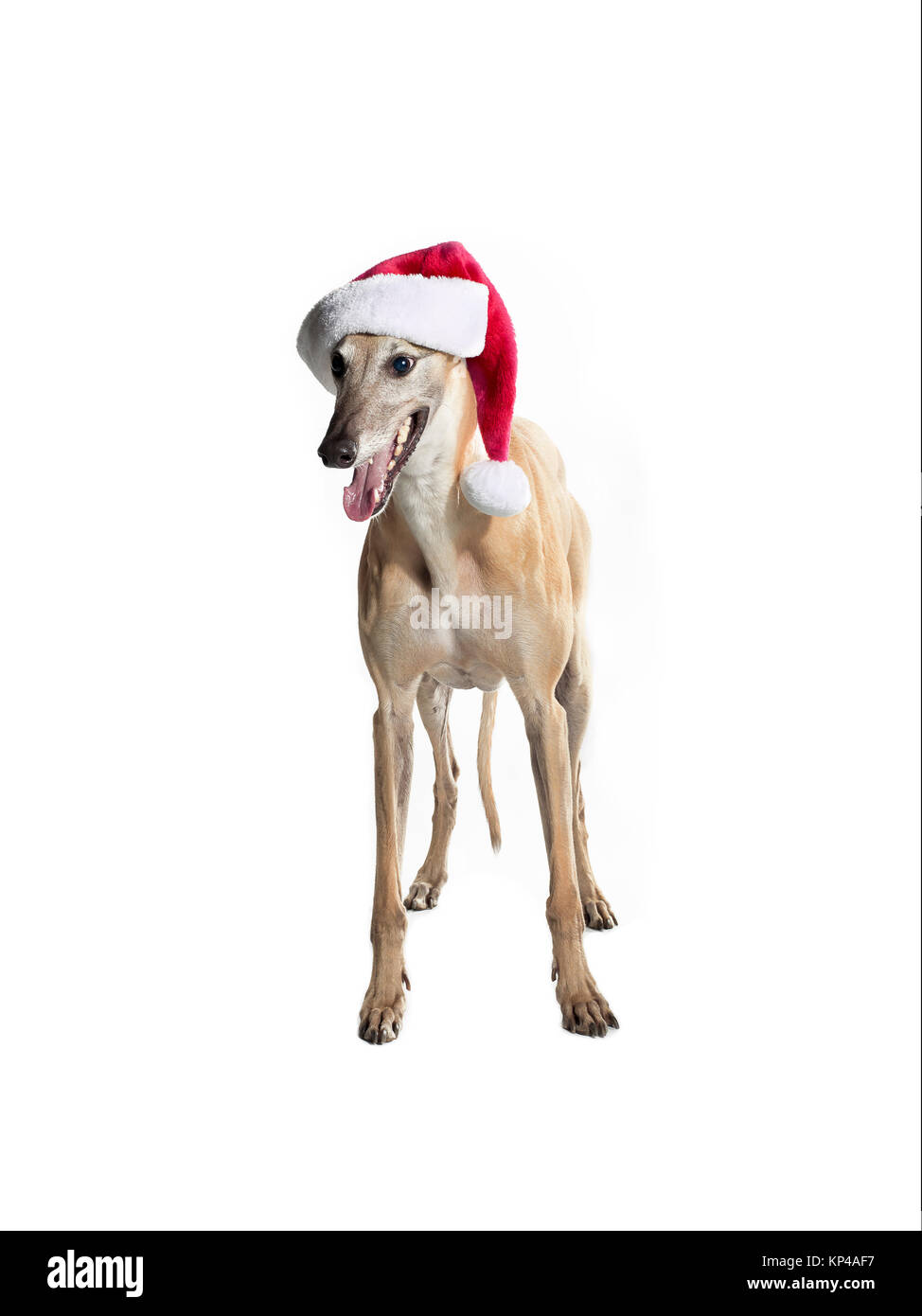 Santa Greyhound Banque D'Images