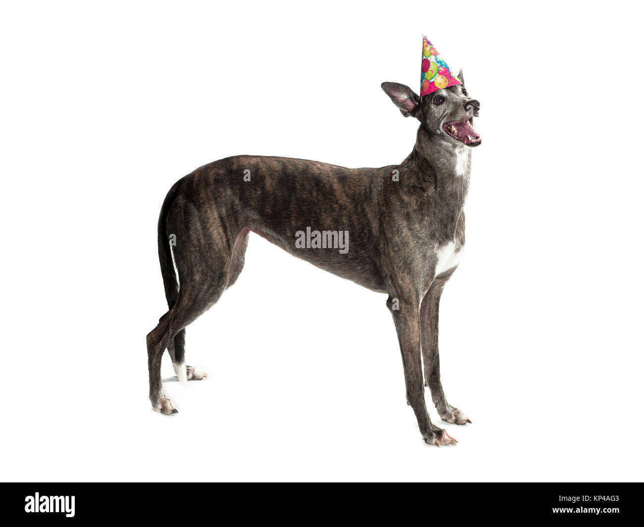 Greyhound wearing birthday hat Banque D'Images