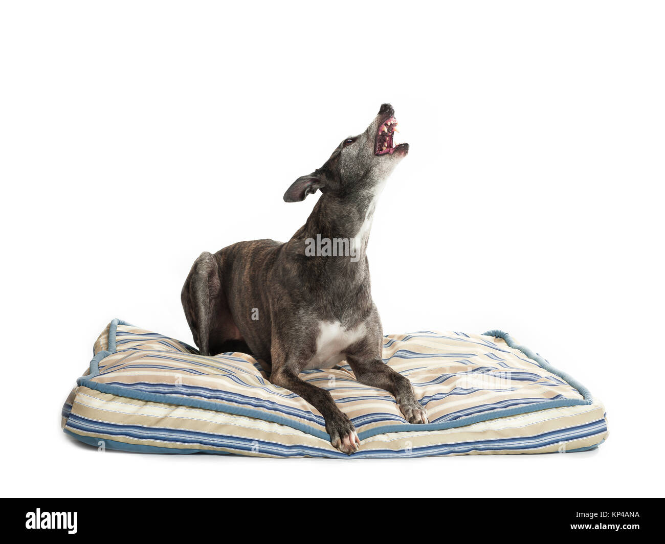 Howling Greyhound Banque D'Images