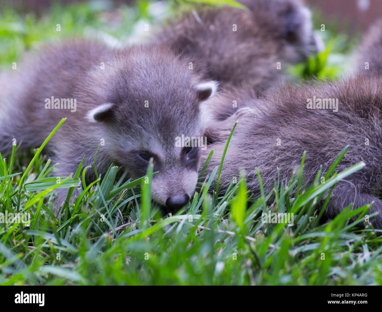 Image De Ratons Laveurs De Bebe Photo Stock Alamy