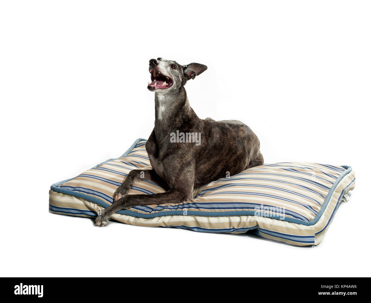 Greyhound de pose Banque D'Images