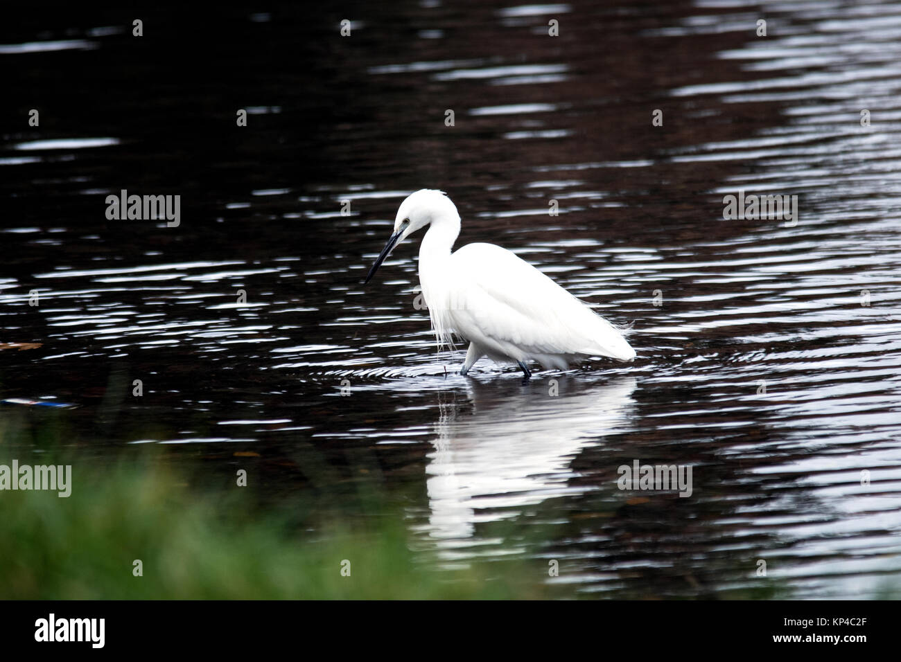 L'aigrette garzette, Egretta garzetta, pêche dans le ruisseau près de la banque d'herbe. Banque D'Images