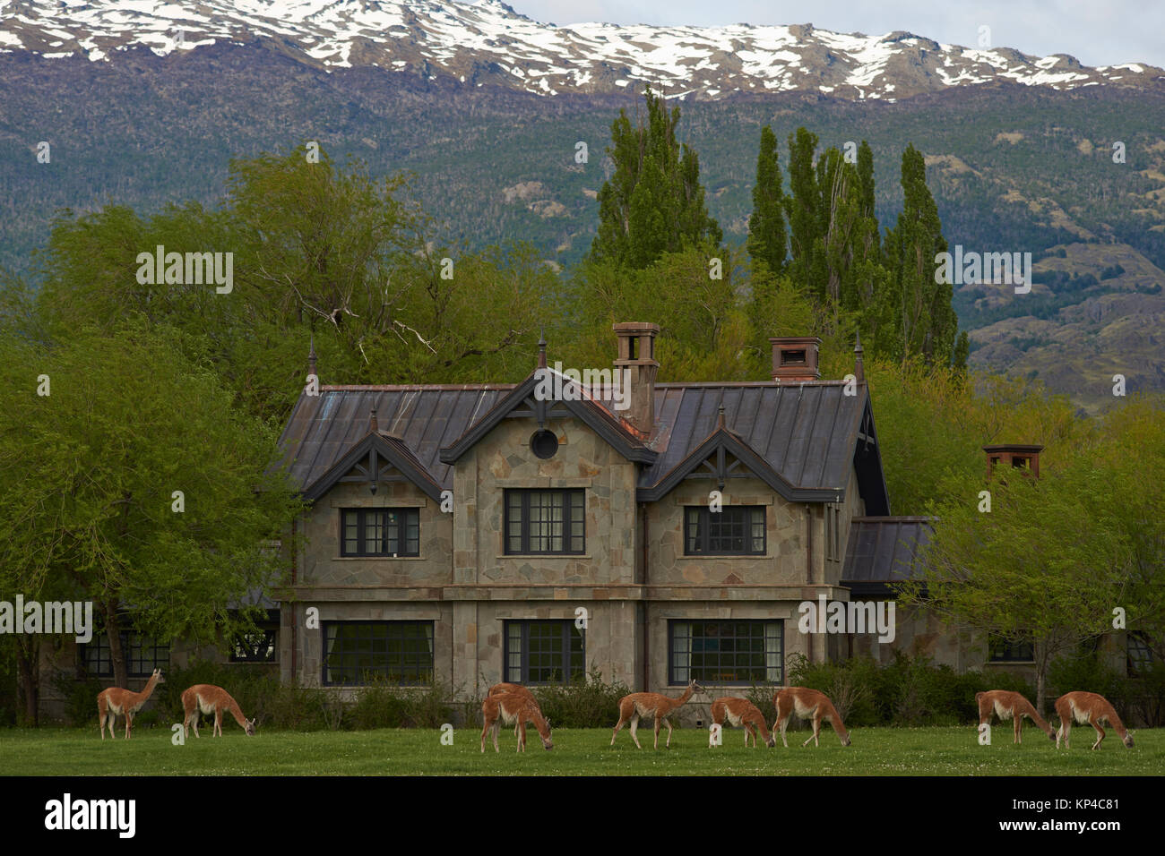 Guanaco (Lama guanicoe) en pâturage avant d'un bâtiment en pierre dans le nord de la Patagonie, Chacabuco Valle, au Chili. Banque D'Images