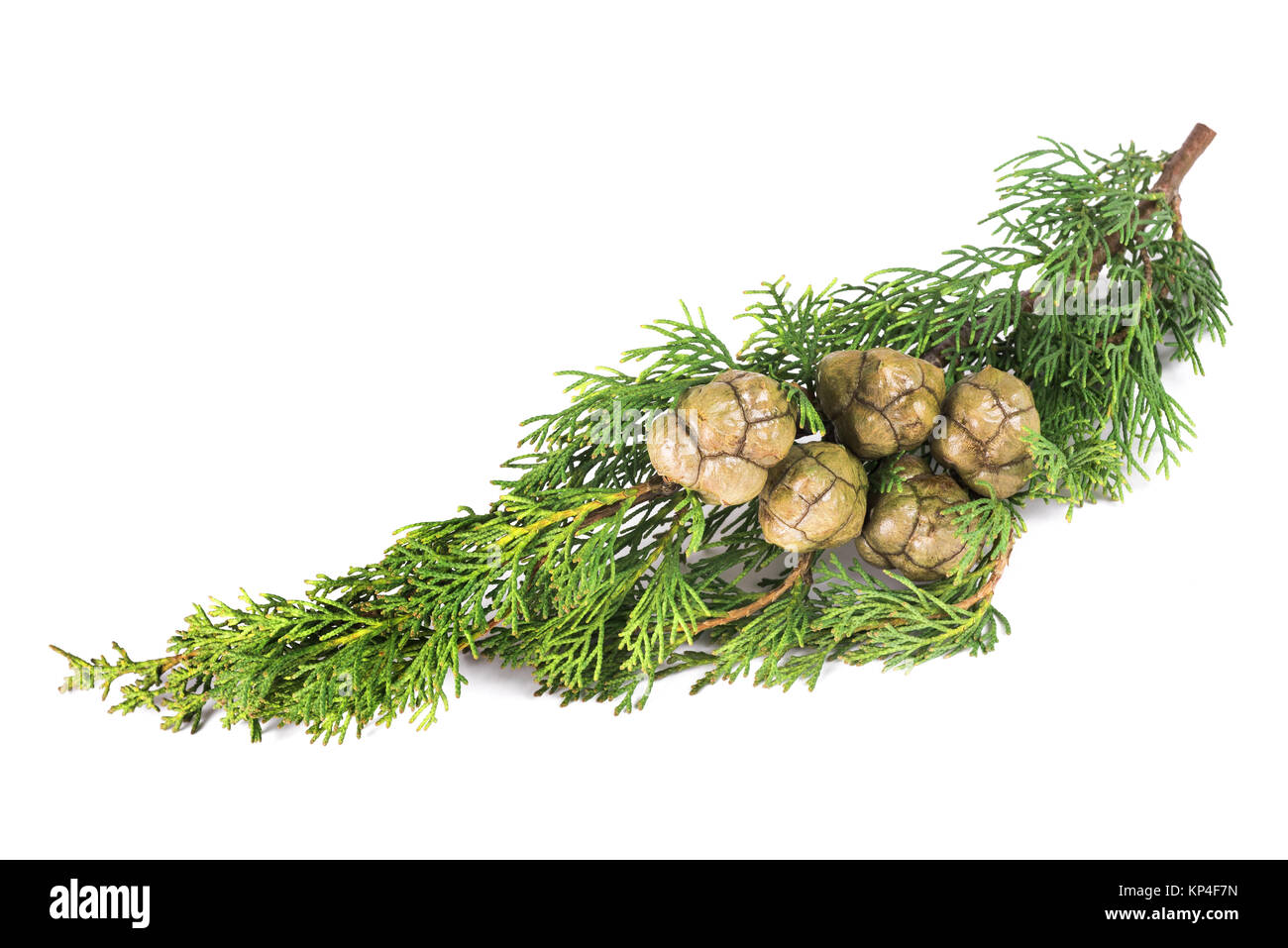 Rameau cyprès avec des baies isolated on white Banque D'Images