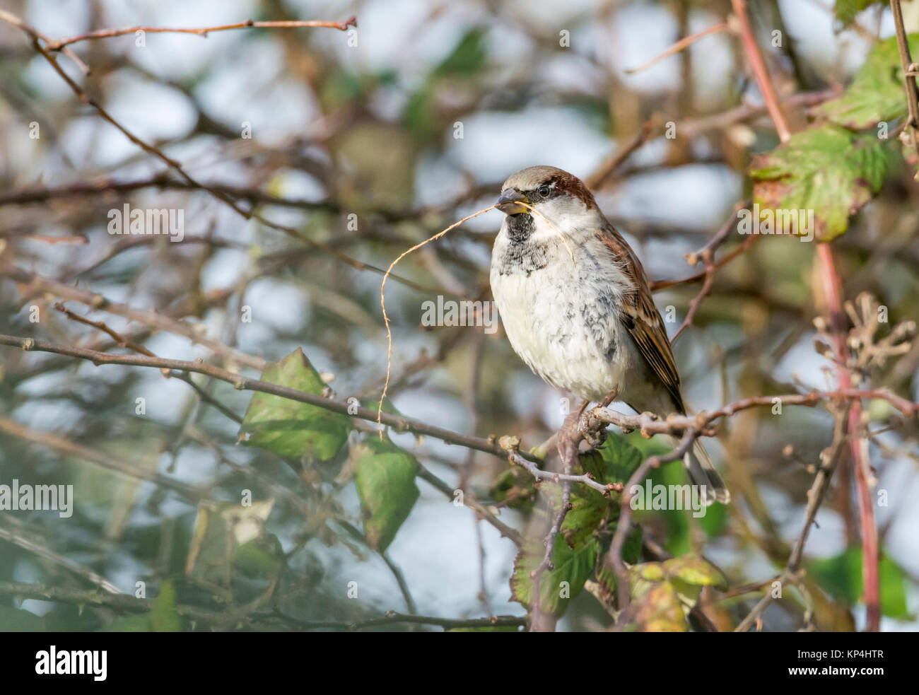 Homme moineau domestique (Passer domesticus) transportant le matériel du nid Banque D'Images