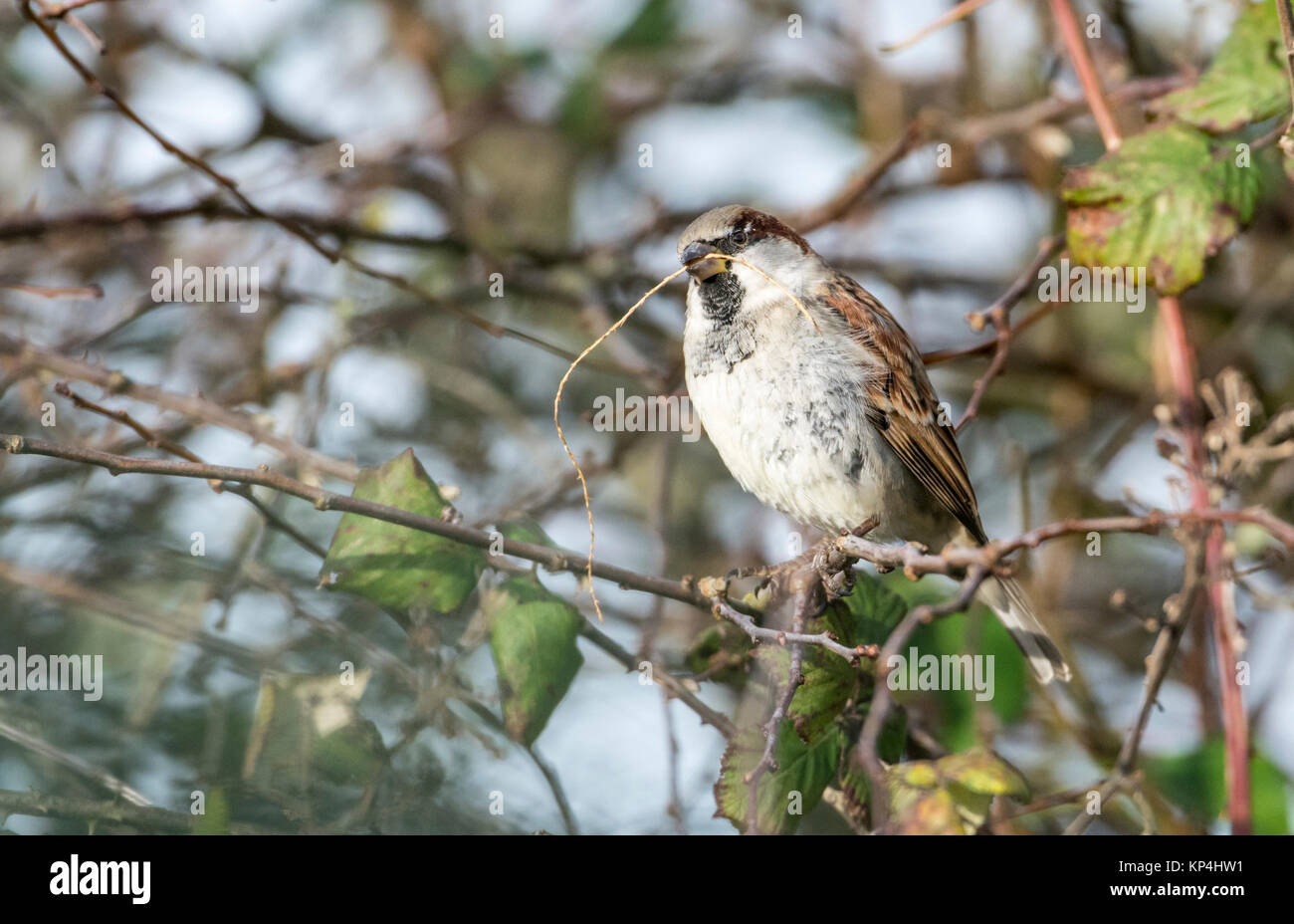 Homme moineau domestique (Passer domesticus) transportant le matériel du nid Banque D'Images