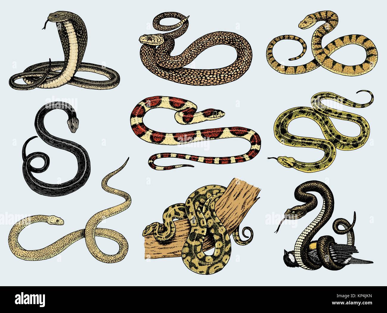 Viper jeu Serpent. serpent cobra et python, anaconda ou viper, royal. gravé à la main dans de vieux croquis, vintage style pour autocollant et tatouage. ophidian et ASP. Illustration de Vecteur