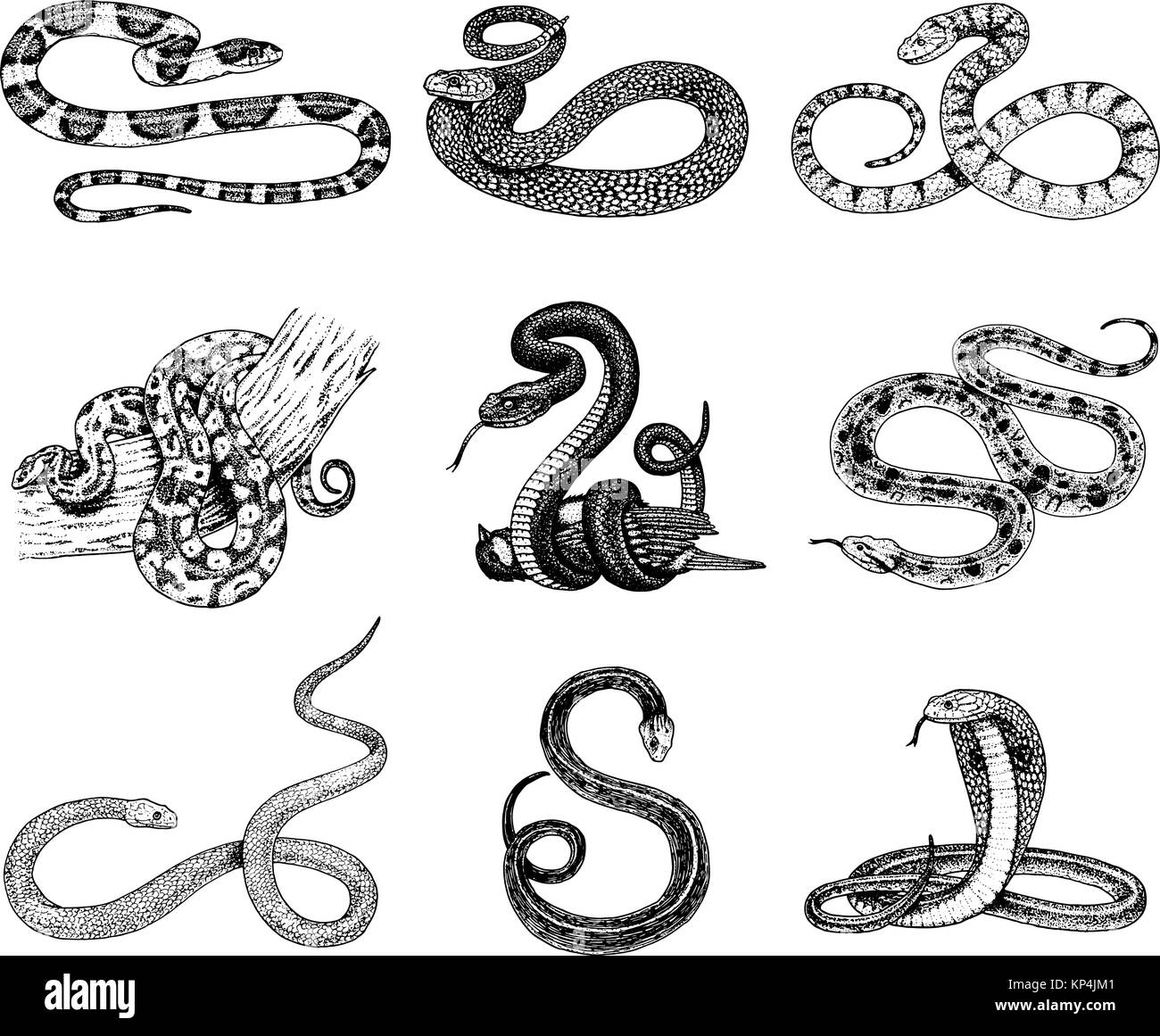 Viper jeu Serpent. serpent cobra et python, anaconda ou viper, royal. gravé à la main dans de vieux croquis, vintage style pour autocollant et tatouage. ophidian et ASP. Illustration de Vecteur