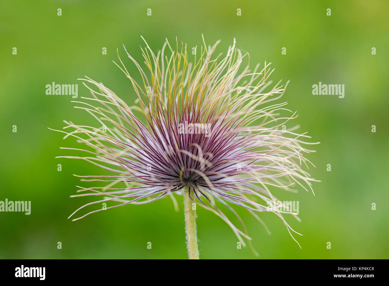 L'usine de fructification / seedhead Alpine pasqueflower Pulsatilla anémone / Alpine (alpina) indigènes de la chaîne de montagne de l'Europe centrale et du sud Banque D'Images