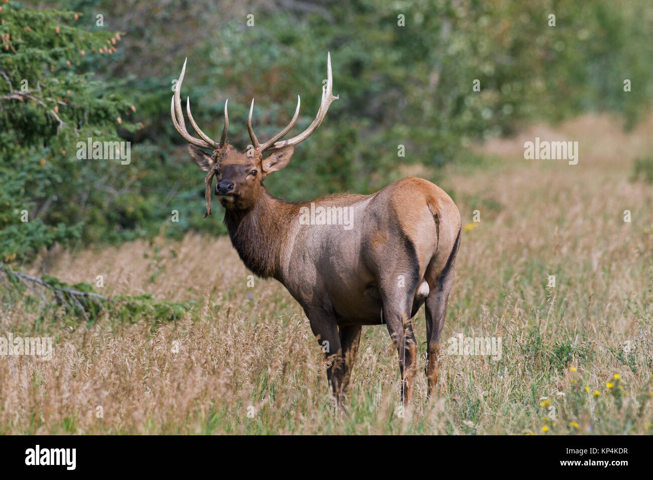 Wapiti Wapiti (Cervus canadensis / bull) avec des bois de velours en été, Jasper National Park, Alberta, Canada Banque D'Images