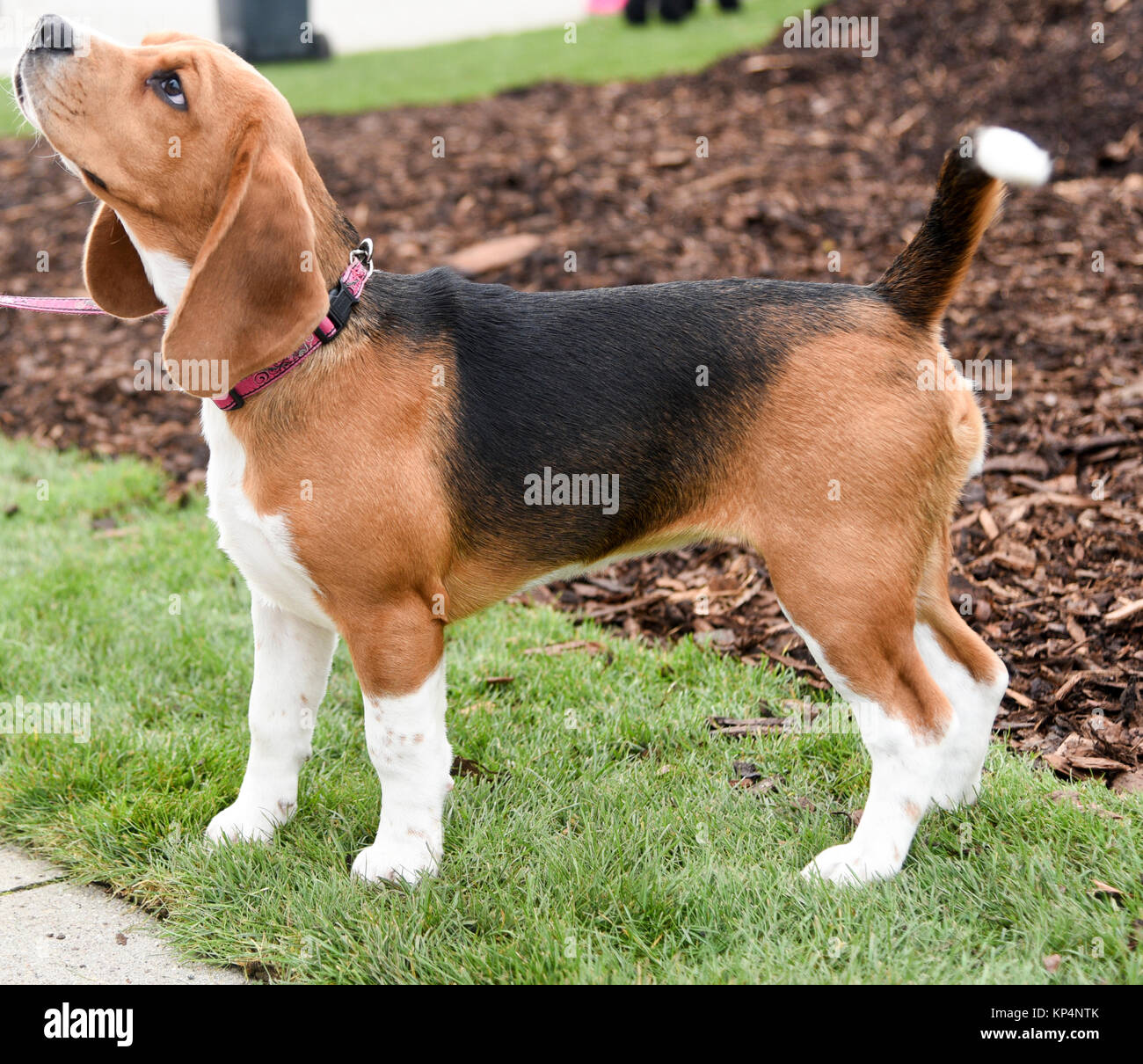 Beagle tricolore mâle debout sur l'herbe Banque D'Images