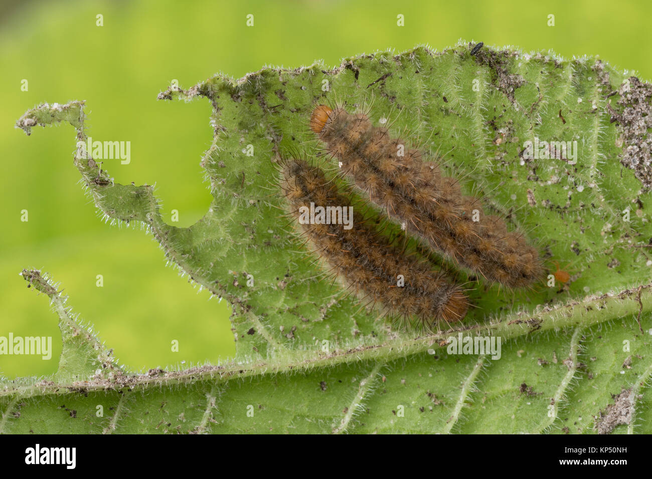 Schlüsselblumen-Würfelfalter, une Schlüsselblume Raupe frisst, Primel, Schlüsselblumenwürfelfalter, Hamearis lucina, duc de Bourgogne, Caterpillar, La Banque D'Images