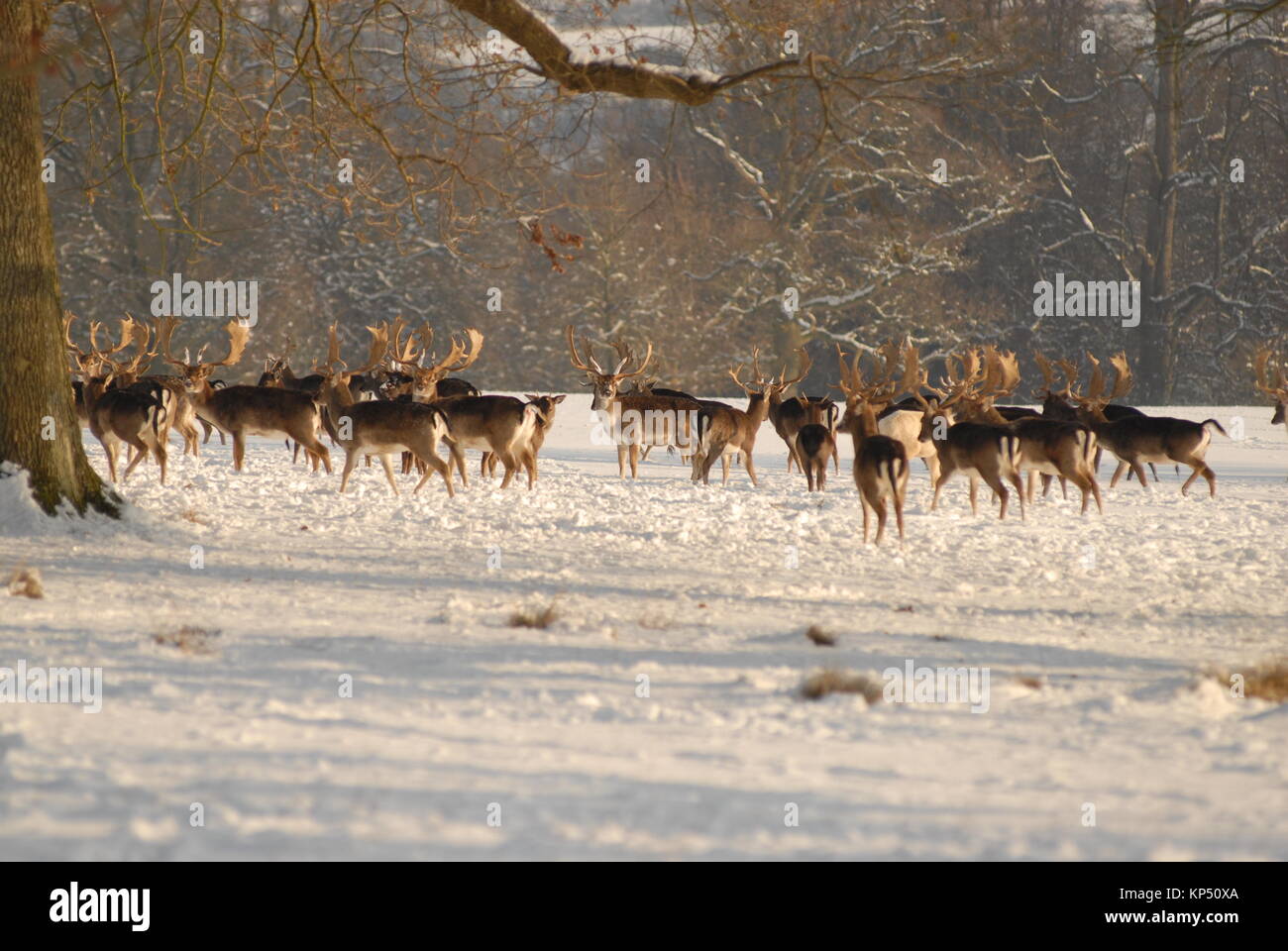 Cerfs dans la neige Banque D'Images