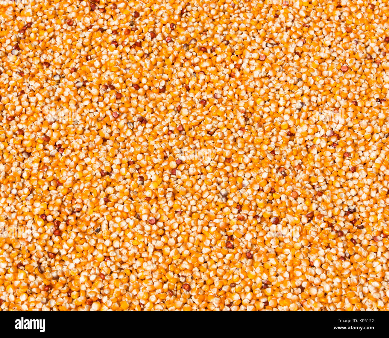 Le maïs séchant au soleil Banque D'Images