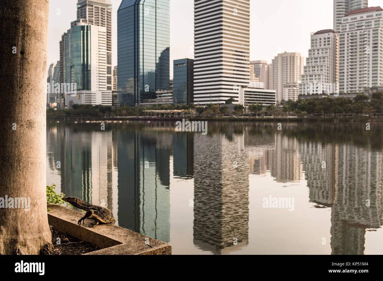 Varan bénéficie du calme de l'eau dans parc Benjakiti près d'Asok dans le centre de Bangkok. Ce lézard peut être vu près de l'eau dans toute la Thaïlande. Banque D'Images