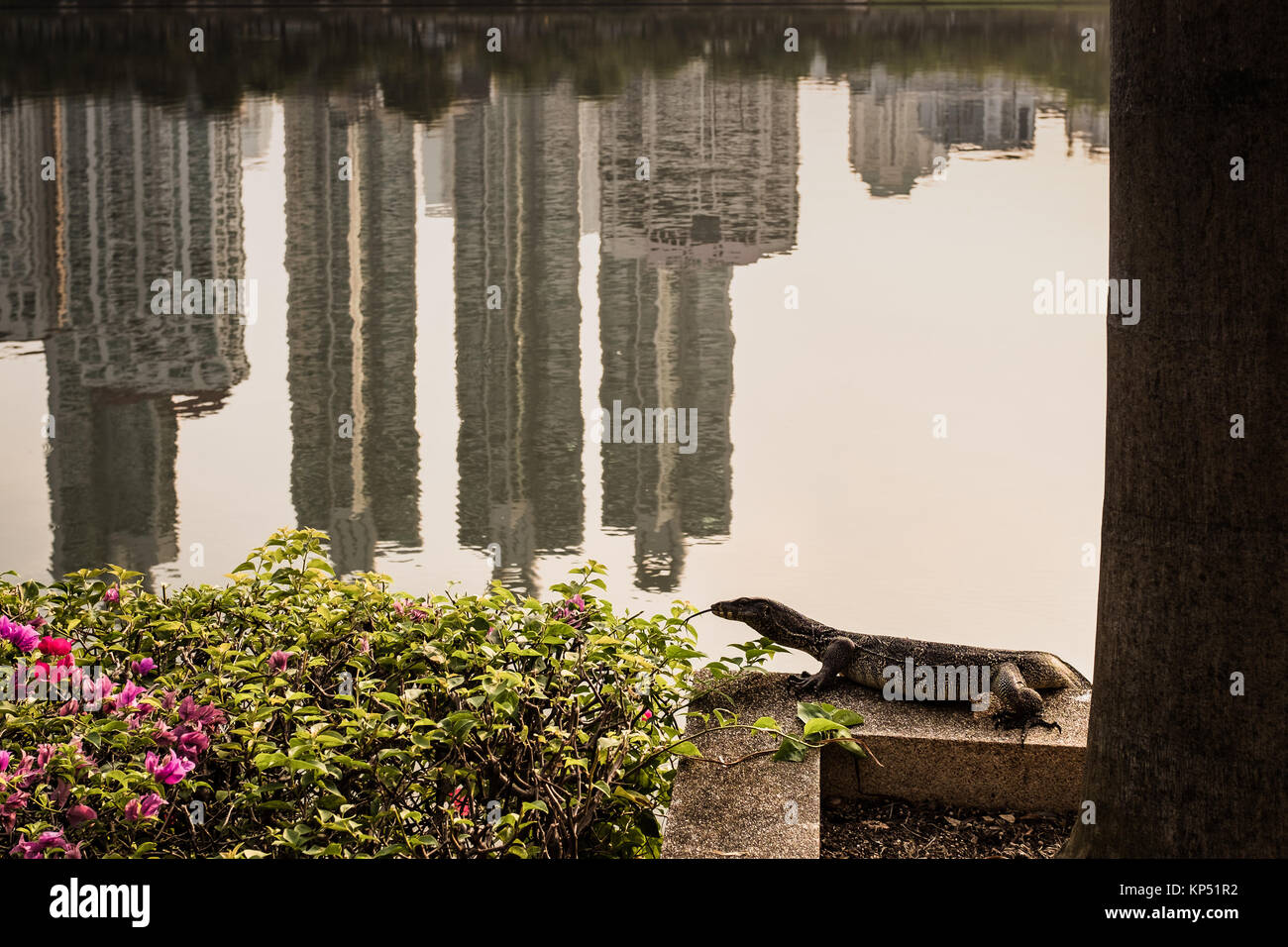 Un varan bénéficie du calme de l'eau dans parc Benjakiti près d'Asok à Bangkok. Ce sont des lézards à voir près de l'eau dans toute la Thaïlande. Banque D'Images