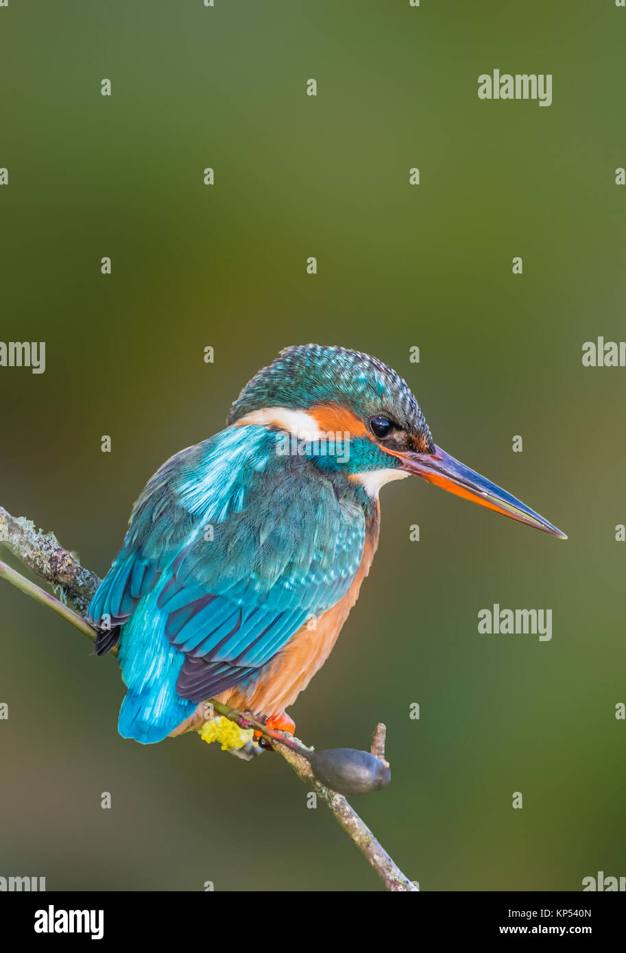 Femelle adulte Kingfisher (Alcedo atthis) perché sur une branche d'arbre un jour froid de l'hiver à Worthing, West Sussex, Angleterre, Royaume-Uni. Portrait de Kingfisher. Banque D'Images Femelle adulte Kingfisher (Alcedo atthis) perché sur une branche d'arbre un jour froid de l'hiver à Worthing, West Sussex, Angleterre, Royaume-Uni. Portrait de Kingfisher. Banque D'Images