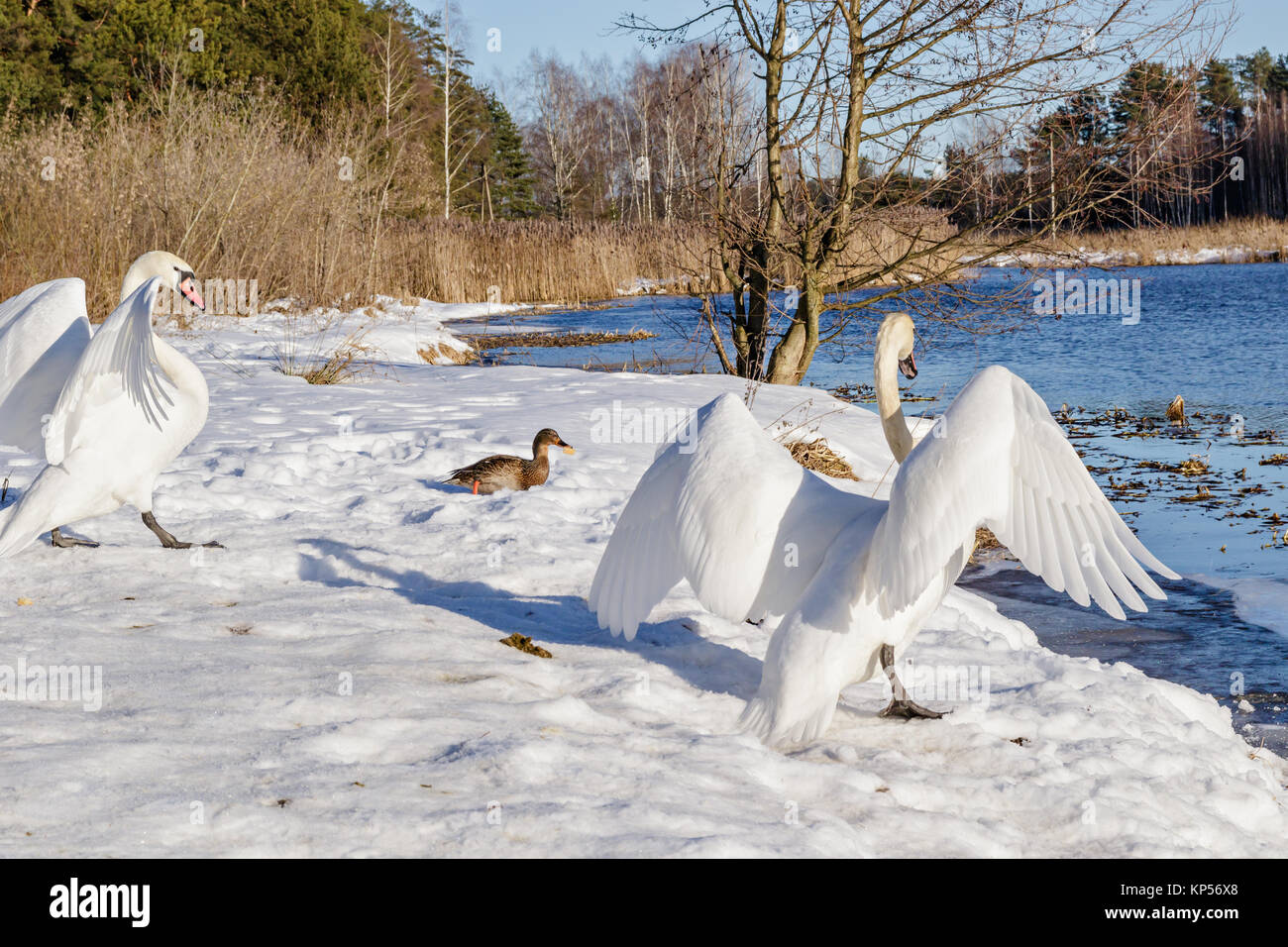 Cygnes blancs dans la nature Banque D'Images