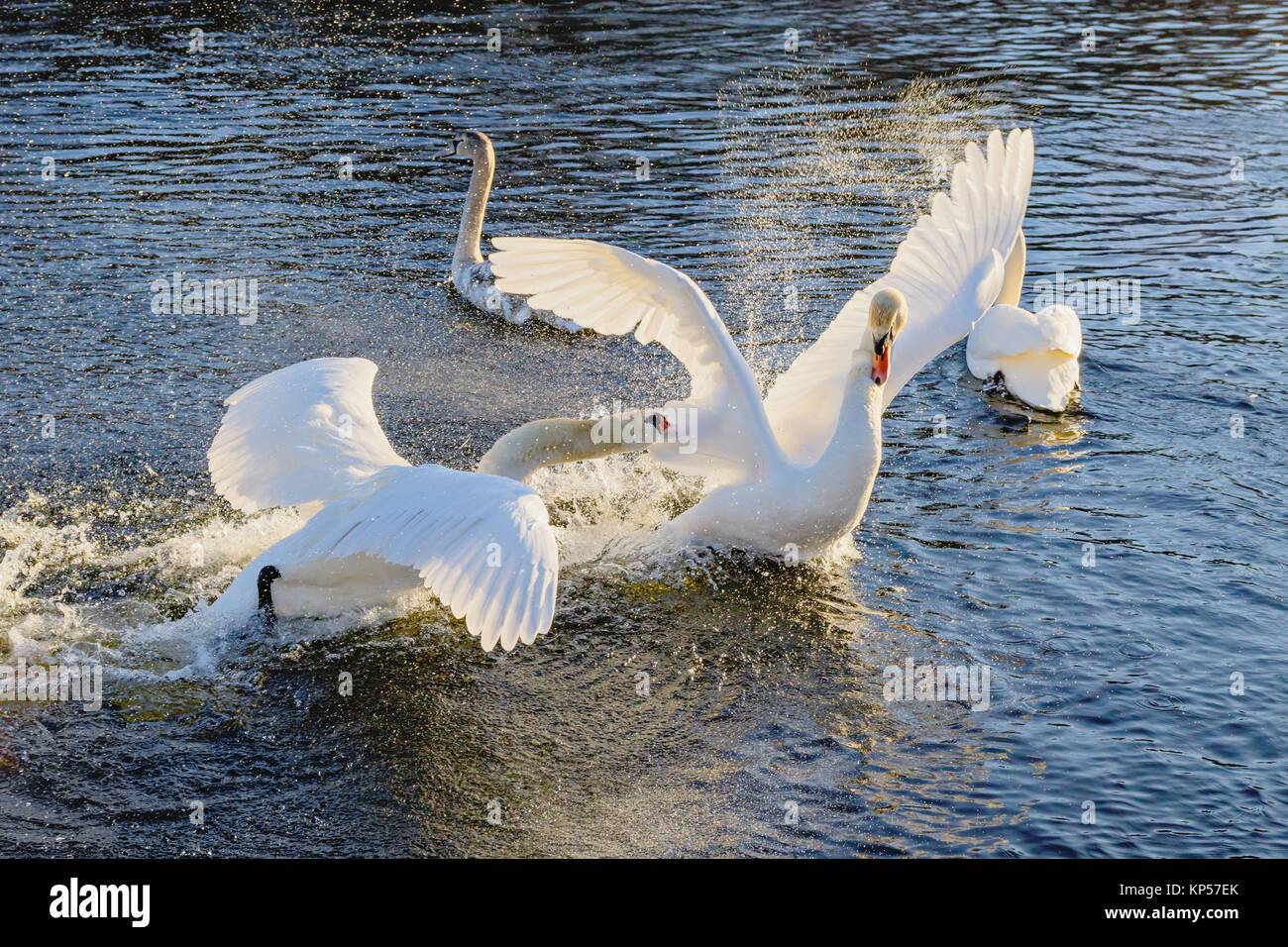 Lutte de cygnes sur l'eau Banque D'Images