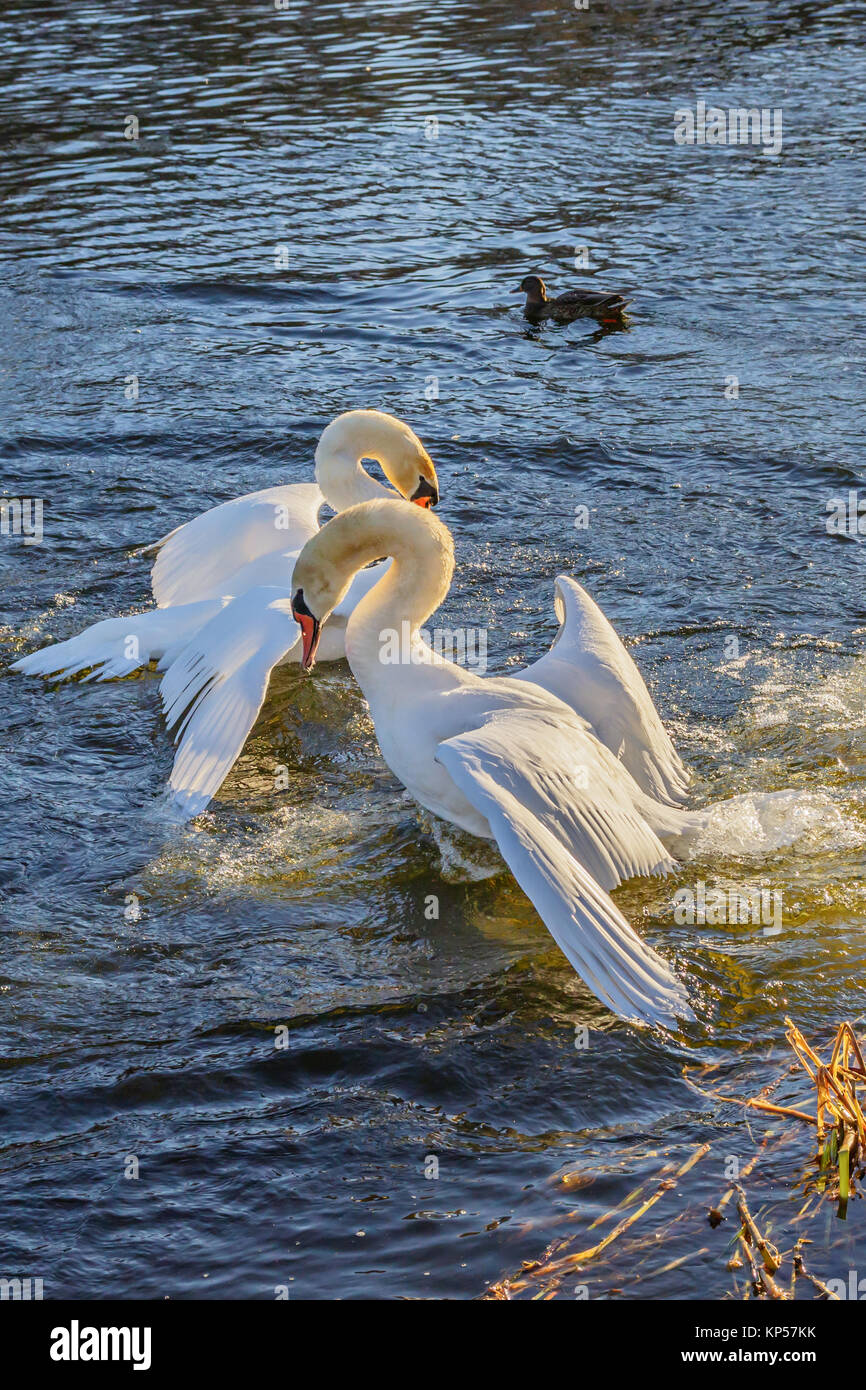 Lutte de cygnes sur l'eau Banque D'Images