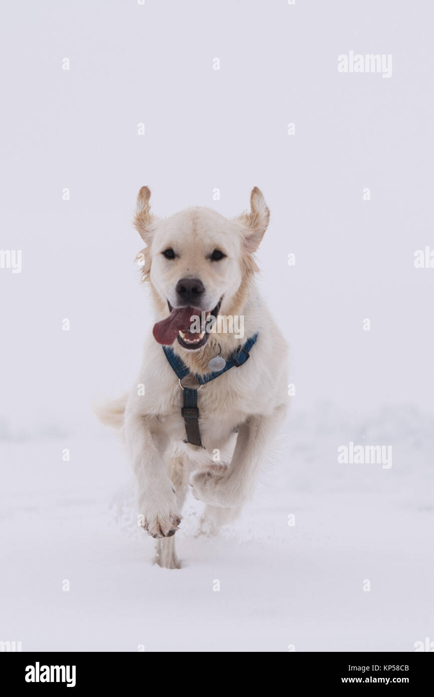 Hertfordshire, Royaume-Uni. 10 décembre 2017. Un golden retriever dans la neige dans le village de Redbourn. Banque D'Images