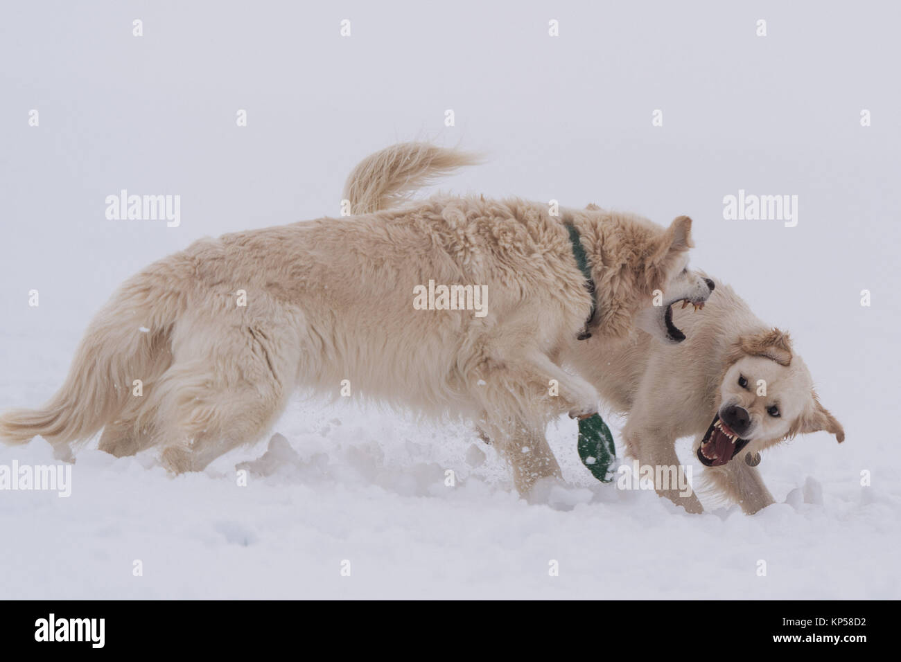 Deux golden retrievers jouer-combats dans la neige dans le Hertfordshire, en Angleterre. Banque D'Images