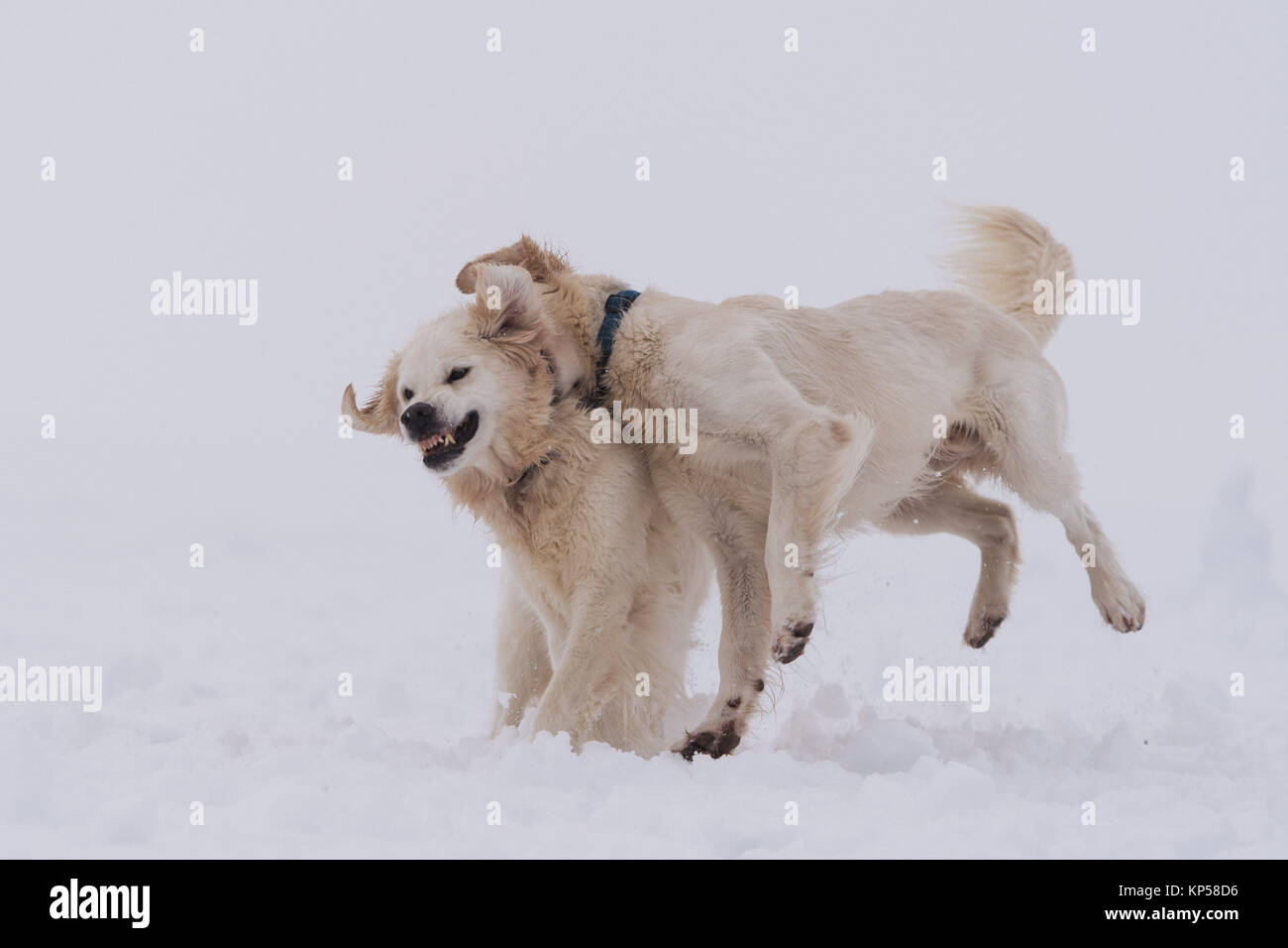 Deux golden retrievers jouer-combats dans la neige dans le Hertfordshire, en Angleterre. Banque D'Images
