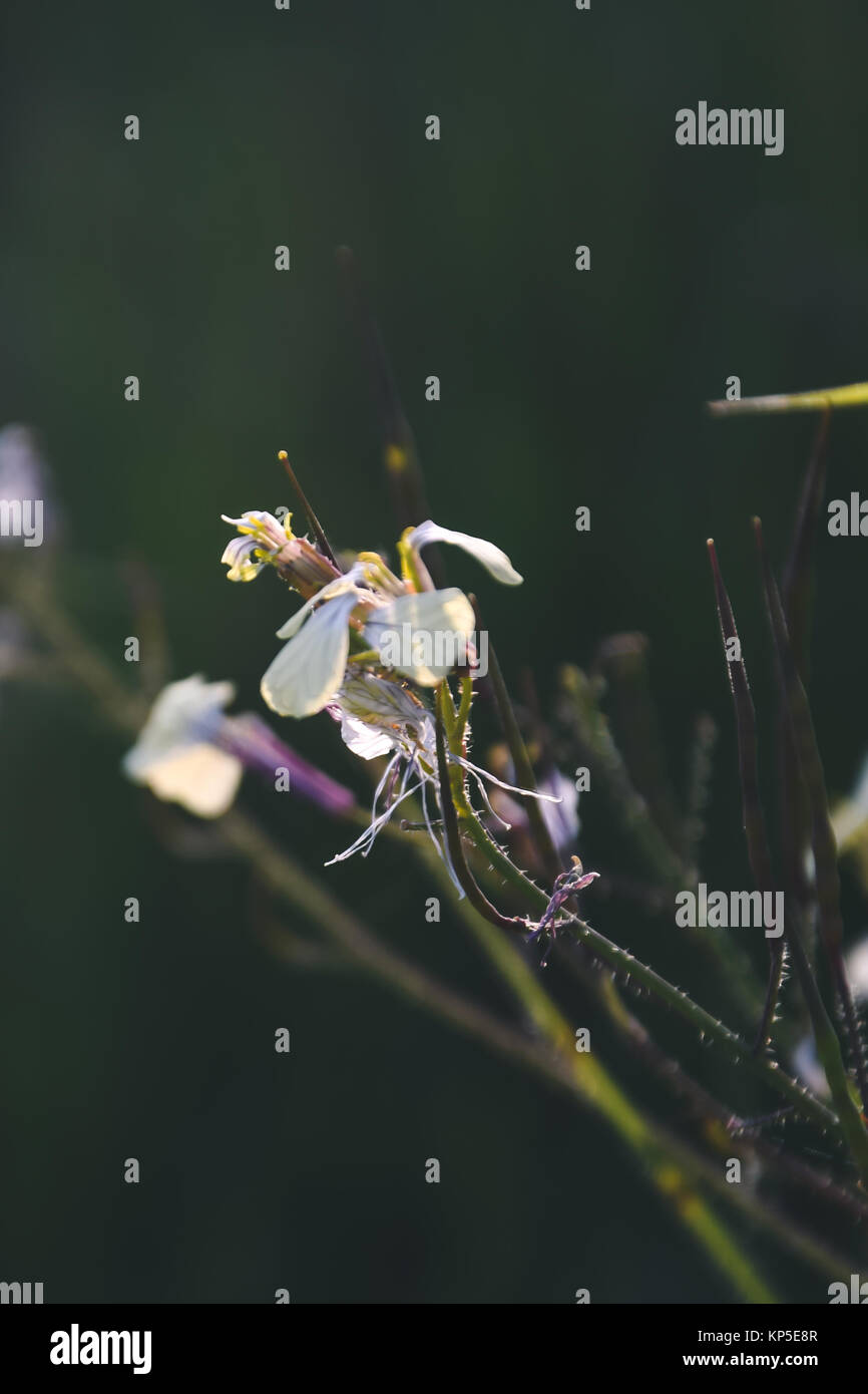 Des fleurs dans mon jardin Banque D'Images