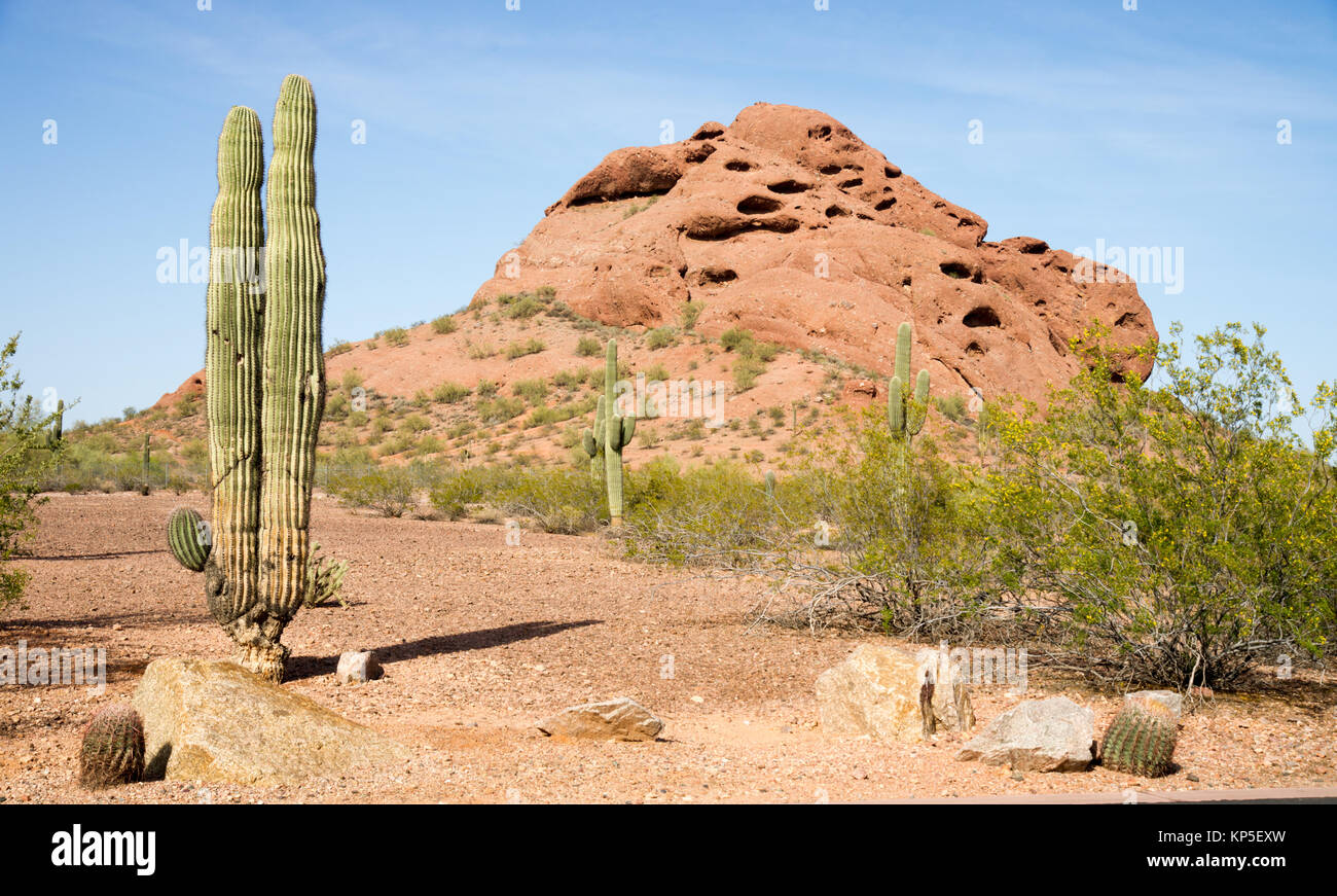Arizona désert paysage paysage aride de Cactus Red Rocks Banque D'Images