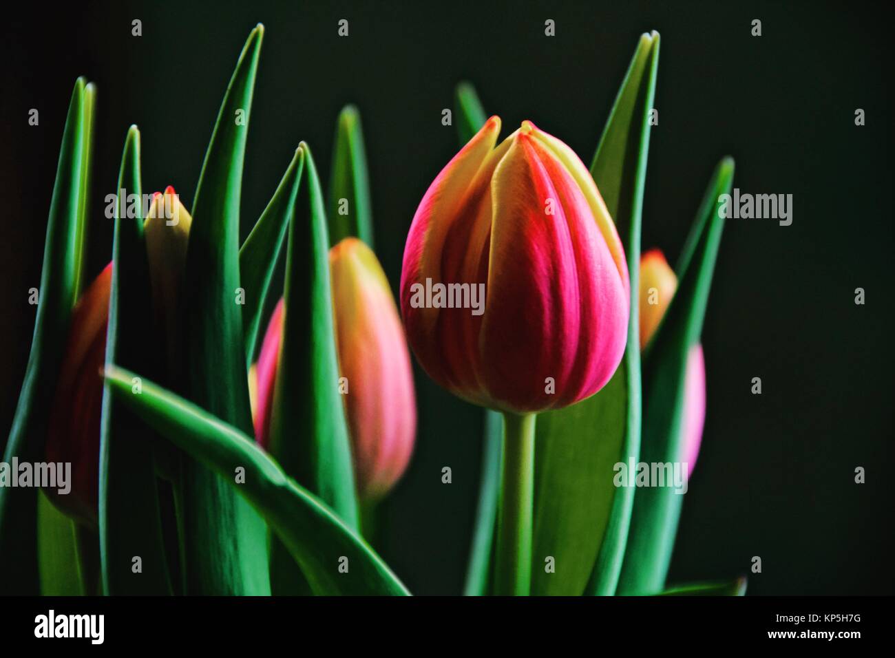 Close up de belles tulipes colorées Banque D'Images