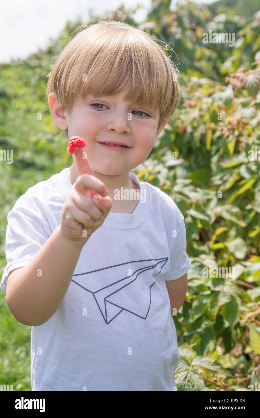 Adorable Bebe Garcon Framboises Cueillette A La Ferme Durant L Ete Photo Stock Alamy