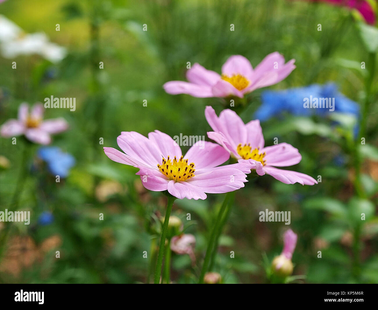 Fleur rose dans le jardin aux beaux jours Banque D'Images
