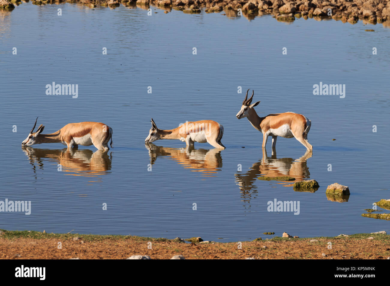 Point d'eau potable des Springboks à Okaukuejo Etosha National Park, à partir de la Namibie Banque D'Images