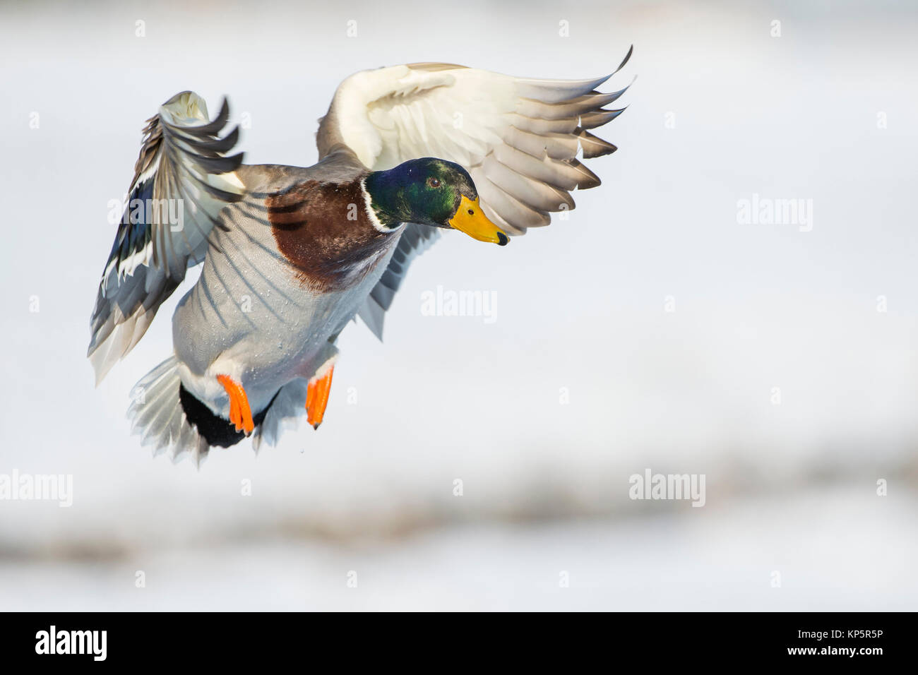 Fliegende Stockente Mallard, en vol Banque D'Images