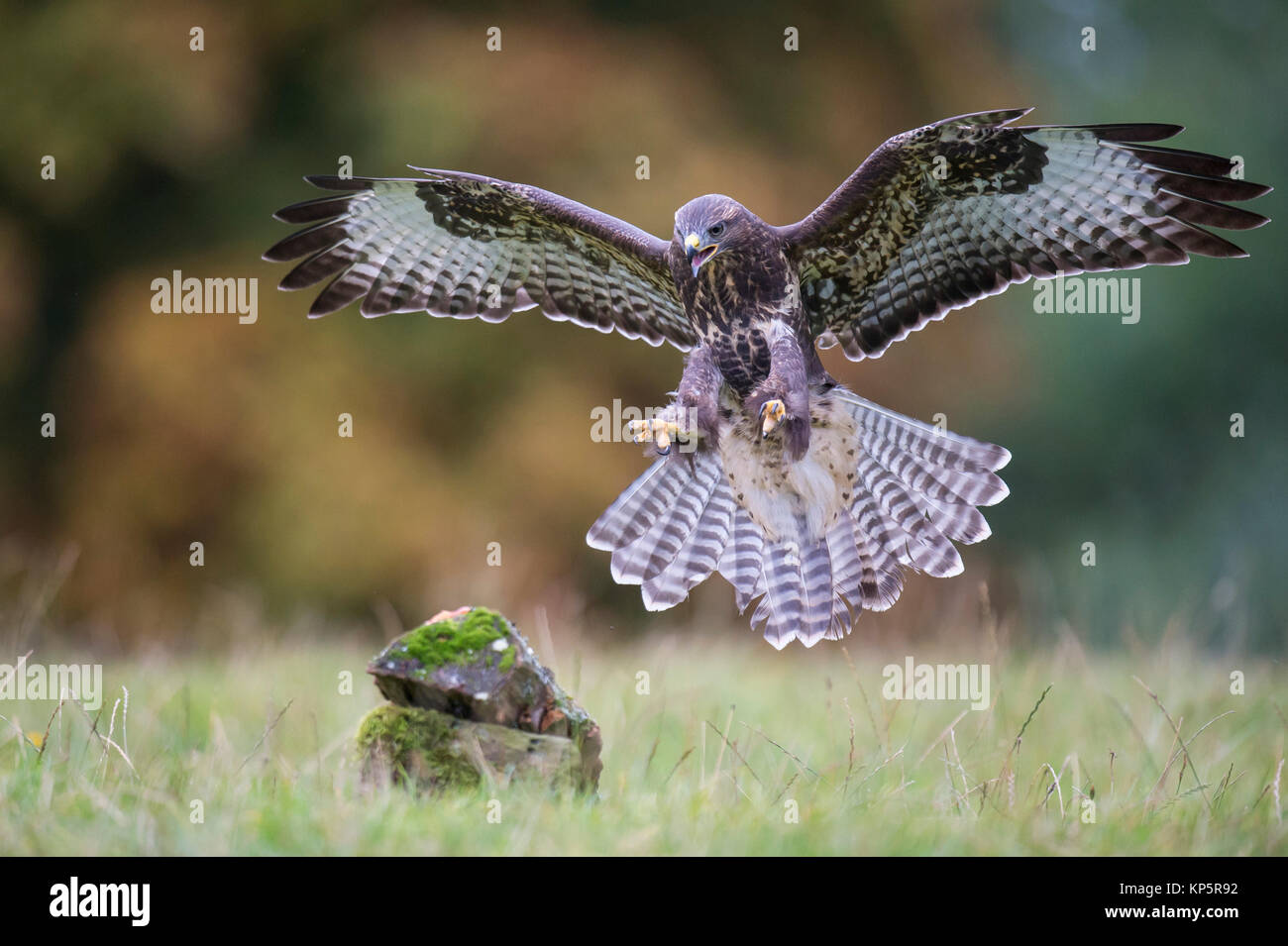 Fliegender Bussard, buse variable en vol Banque D'Images