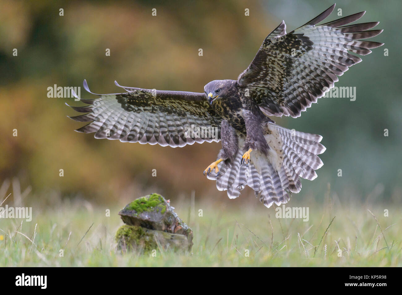 Fliegender Bussard, buse variable en vol Banque D'Images