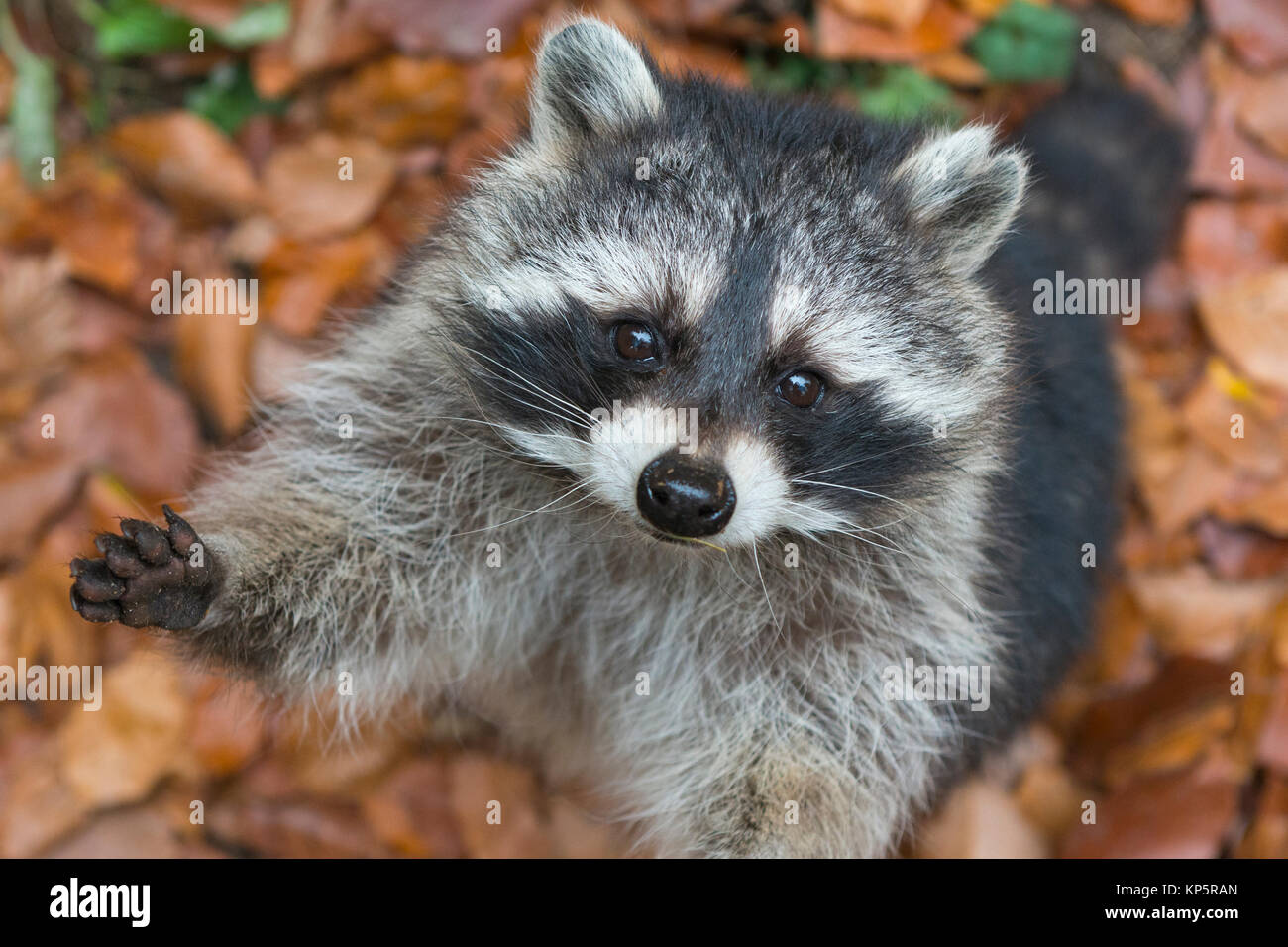 Waschbaer, Racoon, Procyon lotor, Banque D'Images