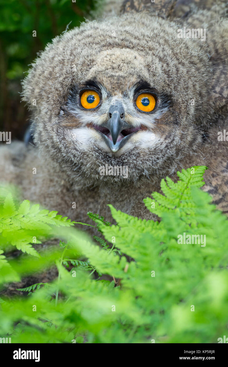 Junger Uhu, jeunes, Bubo bubo lacteus eurasien Banque D'Images