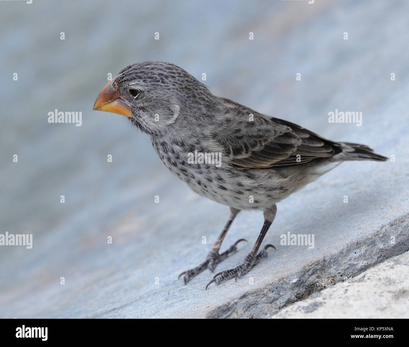 Une grande femelle (Geospiza magnirostris finch au sol). Cet oiseau a un bec énorme et musculature associée, a évolué pour faire face aux grosses graines. Ce Banque D'Images