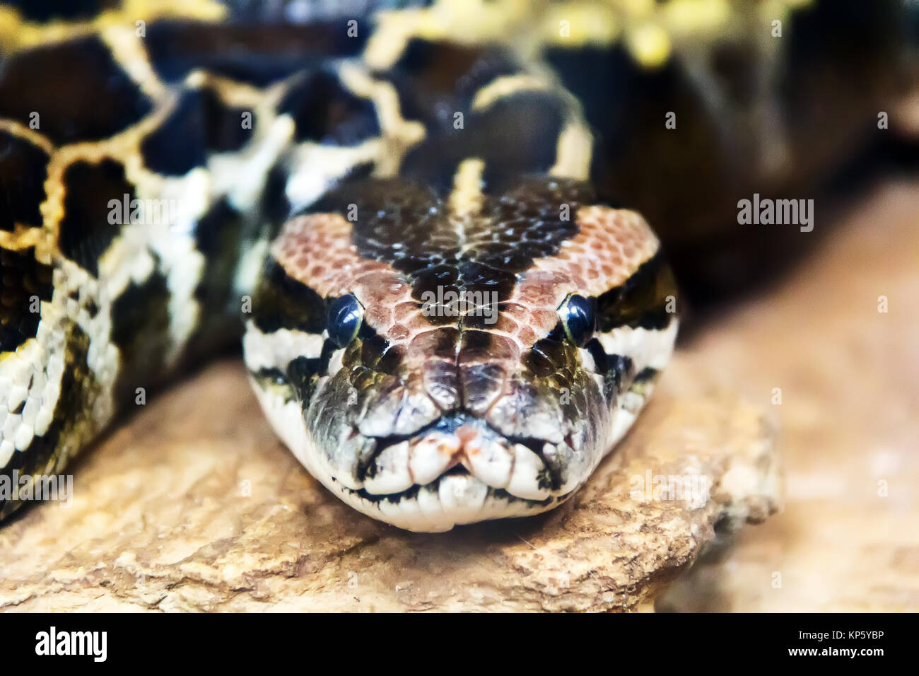 Photo de python réticulé en pleine tête Photo Stock - Alamy