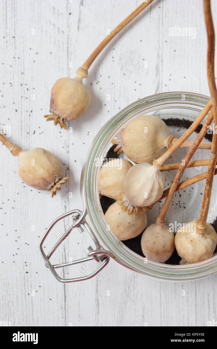 Savavijng de graines de pavot. Collectant les graines des têtes de fleurs séchées de Papaver somniferum et sauvées dans un pot en verre hermétique UK Banque D'Images