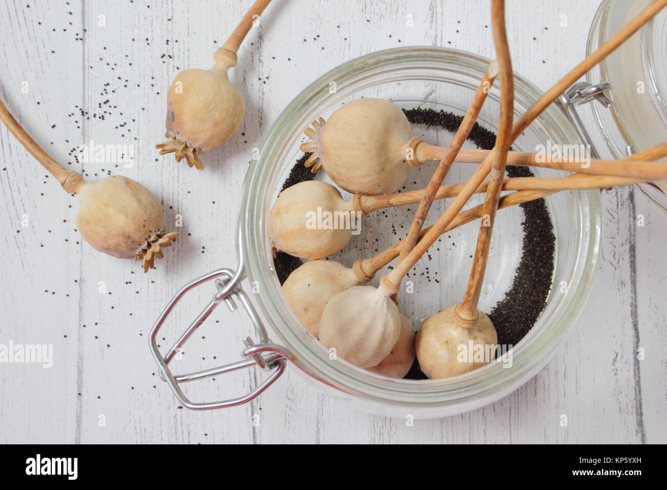 Économiser les graines de pavot. Collectant les graines des têtes de fleurs séchées de Papaver somniferum et sauvées dans un pot en verre hermétique UK Banque D'Images